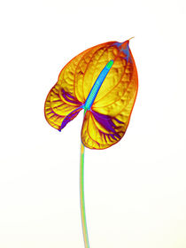 Abstract Anthurium-14 by David Toase