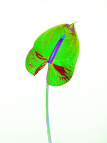 Abstract Anthurium-15 by David Toase