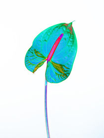 Abstract Anthurium-16 by David Toase
