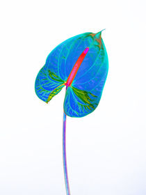 Abstract Anthurium-17 by David Toase
