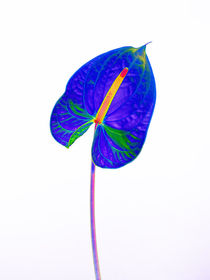 Abstract Anthurium-18 by David Toase