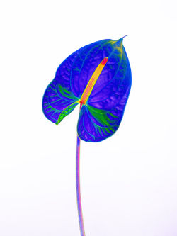Abstract-anthurium-18
