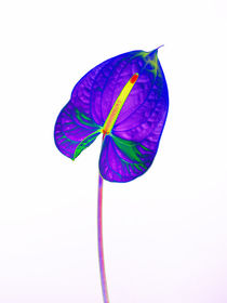 Abstract Anthurium-19 by David Toase