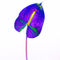 Abstract-anthurium-19