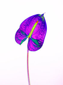 Abstract Anthurium-20 by David Toase