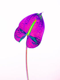Abstract Anthurium-21 by David Toase