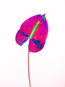Abstract Anthurium-22 by David Toase