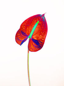 Abstract Anthurium-23 by David Toase