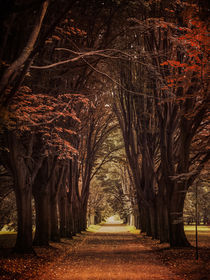 Autumn alley by Jarek Blaminsky