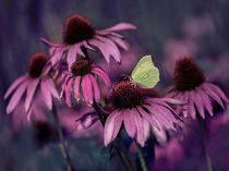 Purple echinacea flowers von Jarek Blaminsky