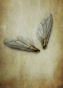 Icarus by Jarek Blaminsky