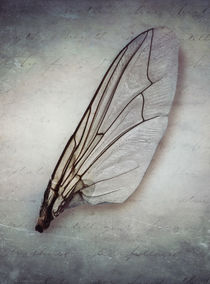 Broken wing by Jarek Blaminsky