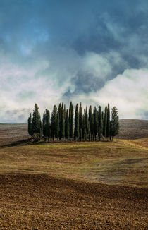 Toscanian cypresses by Jarek Blaminsky