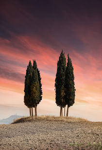 Cypresses of Toscany von Jarek Blaminsky