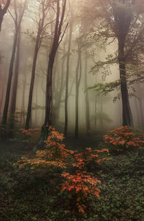 Mysterious forest by Jarek Blaminsky