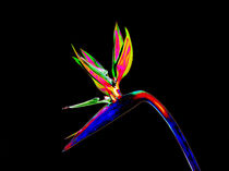 Abstract Bird of Paradise Flower-01 by David Toase