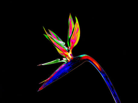 Abstract-bird-of-paradise-flower-01