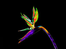 Abstract Bird of Paradise Flower-02 by David Toase