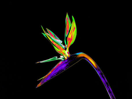 Abstract-bird-of-paradise-flower-02