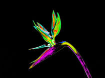 Abstract Bird of Paradise Flower-03 von David Toase