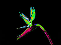 Abstract Bird of Paradise Flower-04 von David Toase
