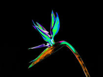 Abstract Bird of Paradise Flower-06 by David Toase