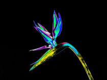 Abstract Bird of Paradise Flower-07 von David Toase
