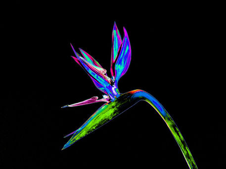 Abstract-bird-of-paradise-flower-08