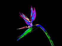 Abstract Bird of Paradise Flower-09 by David Toase