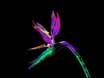 Abstract Bird of Paradise Flower-10 von David Toase