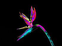 Abstract Bird of Paradise Flower-11 von David Toase