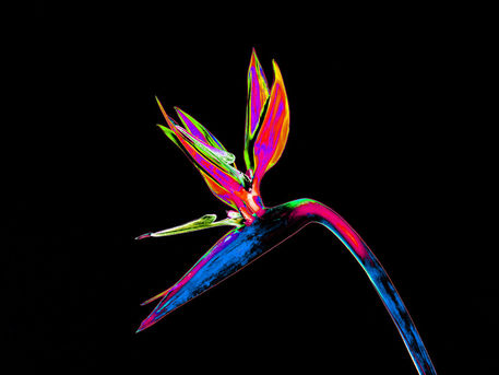 Abstract-bird-of-paradise-flower-12