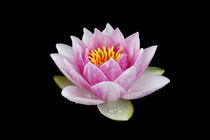 Water Lily-01 by David Toase