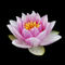 Water-lily-01
