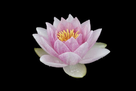 Water-lily-02