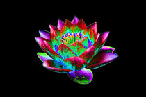Abstract Water Lily-04 von David Toase