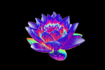 Abstract Water Lily-13 von David Toase