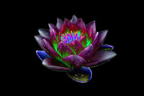 Abstract Water Lily-16 von David Toase