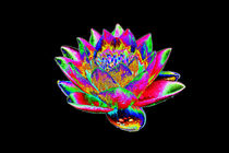 Abstract Water Lily-17 von David Toase