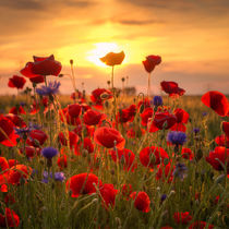 Poppys Sunset von Steffen Gierok
