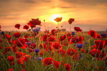 Poppys Sunset by Steffen Gierok