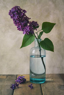 Fresh lilacs by Jarek Blaminsky