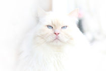 Weisse Katze von Anja Foto Grafia