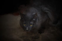Maine Coon Kater by Anja Foto Grafia