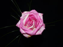 Rose von maja-310