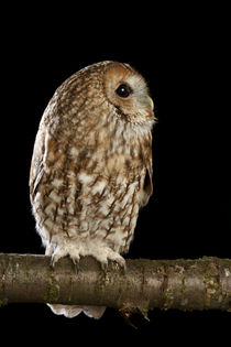 Tawny Owl-01 by David Toase