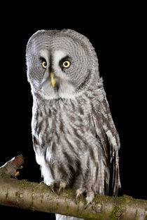 Great Grey Owl-01 by David Toase