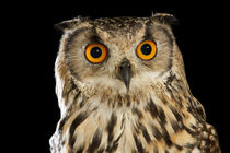 Indian Eagle Owl-01 von David Toase
