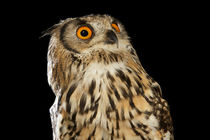 Indian Eagle Owl-02 von David Toase