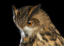 Eurasian Eagle Owl-01 von David Toase